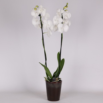 Фаленопсис (Phalaenopsis White big lip)