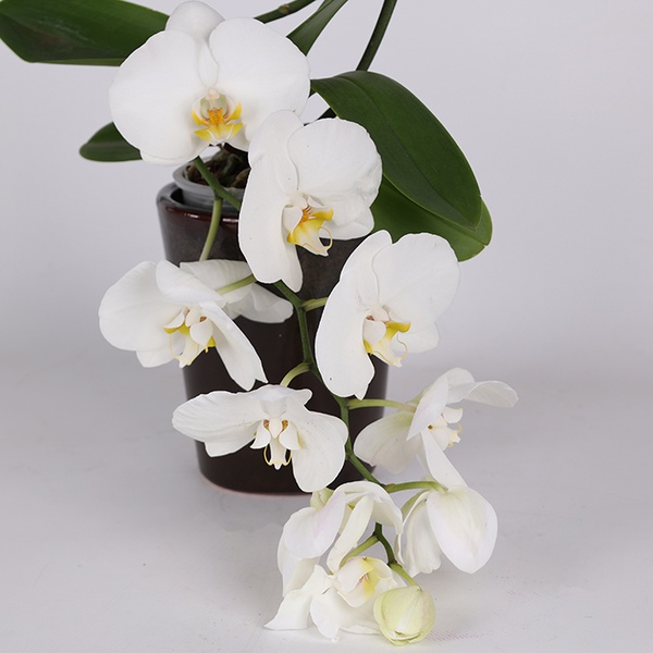 Фаленопсис (Phalaenopsis Gem Table)