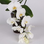 Phalaenopsis Gem Table