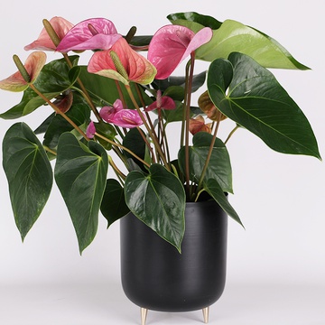 Anthurium