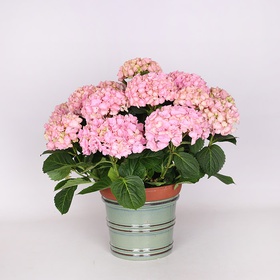 Hydrangea