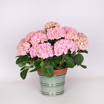 Hydrangea