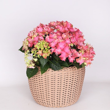 Potted Hydrangea XL