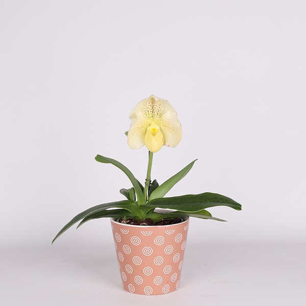 Paphiopedilum Amerikanische