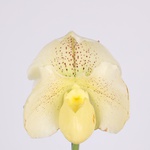 Paphiopedilum Amerikanische