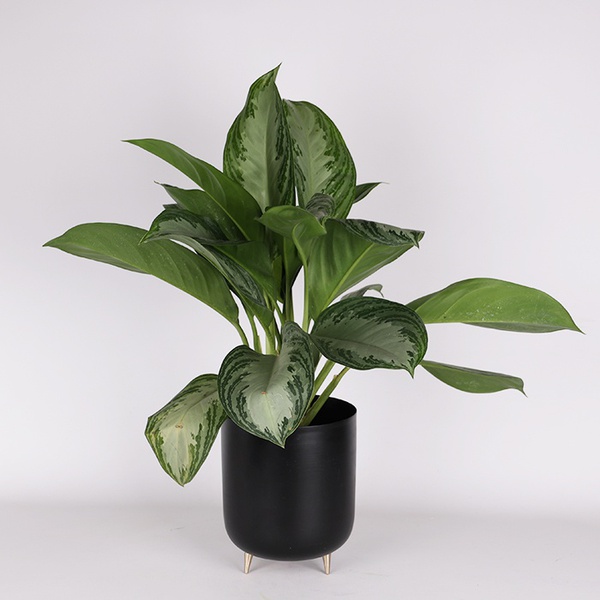 Аглаонема Silver Bay