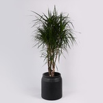 Dracaena variety Marginata Vertakt