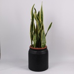 Сансивиерия Лаурентия L (Sansevieria Laurentii)