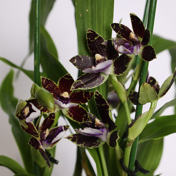 Zigopetalum
