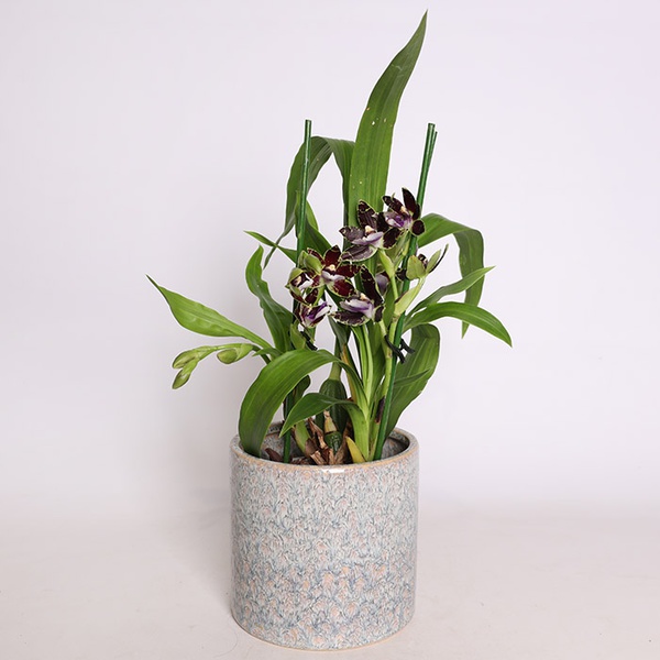 Zigopetalum