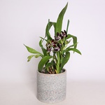 Zigopetalum