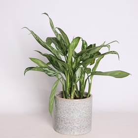 Aglaonema m