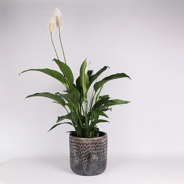 Спатифиллум (Spathiphyllum Sweet Lauretta)