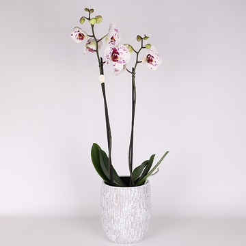 Phalaenopsis royal mix