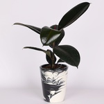 Фикус (Ficus Elastica 'abidjan)