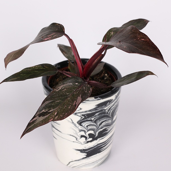 Филодендрон (Philodendron Pink Princess)