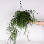 Рипсалис (Rhipsalis Baccifera)