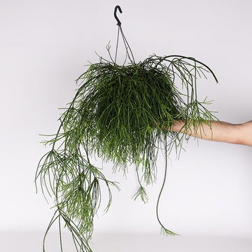 Ріпсаліс (Rhipsalis Baccifera)