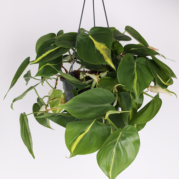 Philodendron Scandens Brasil