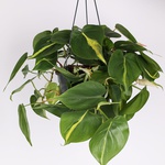 Філодендрон (Philodendron Scandens Brasil)