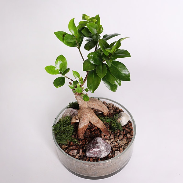 Фикус microcarpa Ginseng