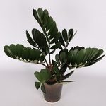 Zamia