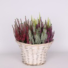 Вереск в горшке