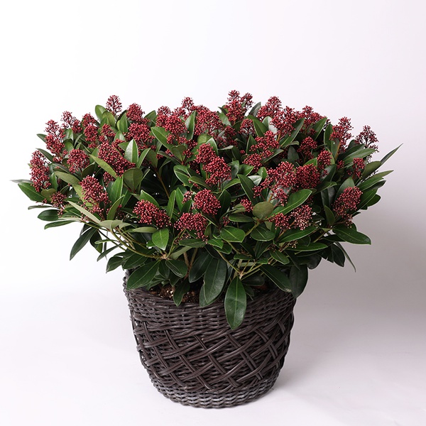 Skimmia Japanese Rubella