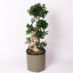 Ficus Ginseng