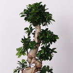 Ficus Ginseng