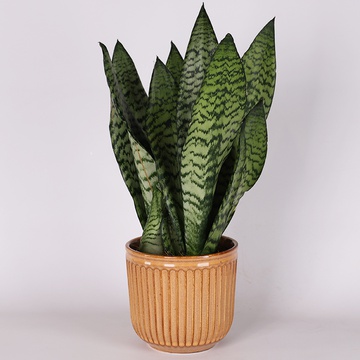 Sansivieria Zeylanica