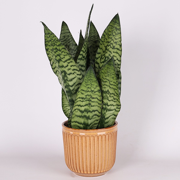 Sansivieria Zeylanica