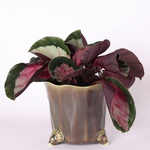 Calathea variety Roseo Rosy