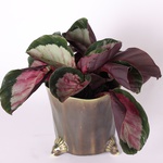 Calathea variety Roseo Rosy