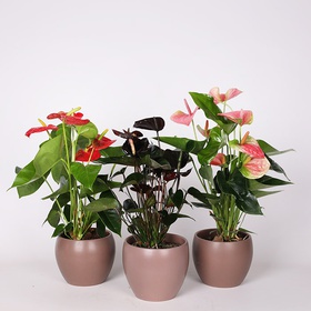 Anthurium mix S