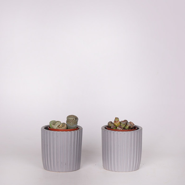 Lithops