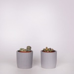 Lithops