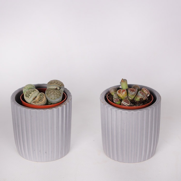 Lithops