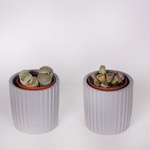 Lithops