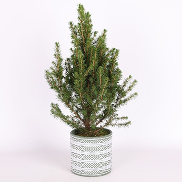 Small Christmas tree (Conica)