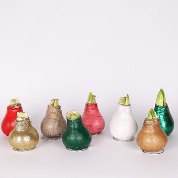 Amaryllis mix in wax