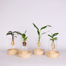 The composition "Green Harmony"