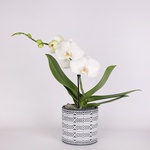 Orchid Phalaenopsis white mini