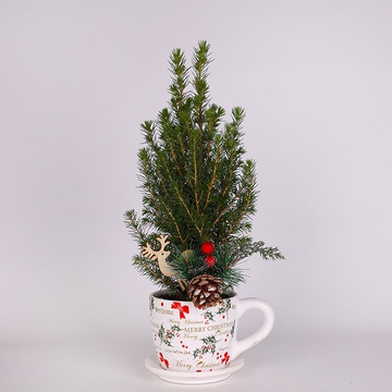 The Christmas arrangement “Winter Conica”