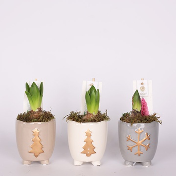 Hyacinths in pot