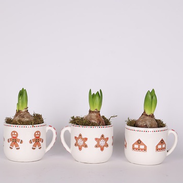 Hyacinth in pots