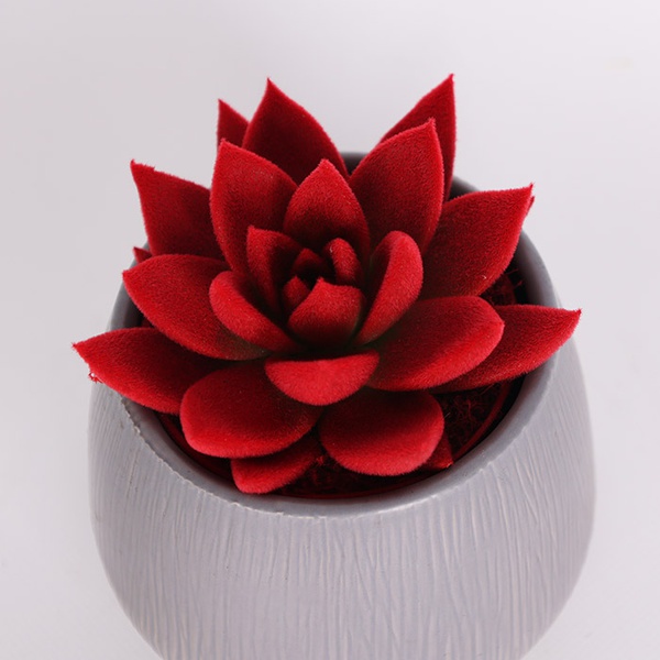 Echiveria flocked red