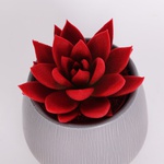 Echiveria flocked red