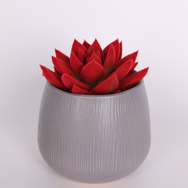 Echiveria flocked red