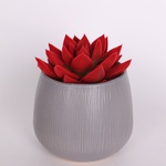 Echiveria flocked red